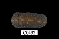 藏品(國外石鼈)的圖片